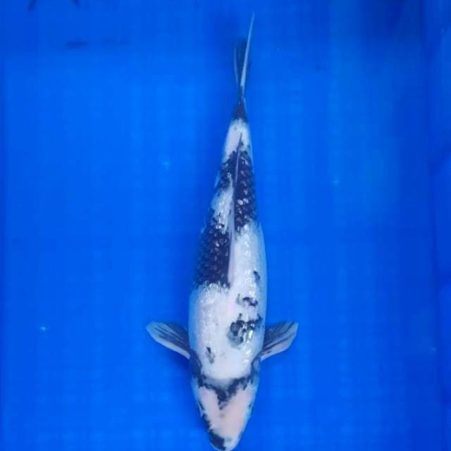 SHOW QUALITY GINRIN B. 38cm
