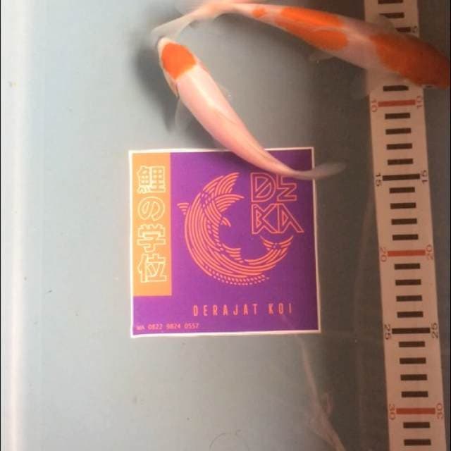 Mix kohaku 3 ekor