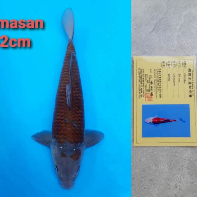 Yamasan Ochiba 42cm Certi