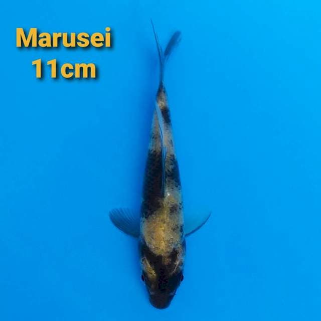 Marusei Ki-Utsuri 11cm Certi