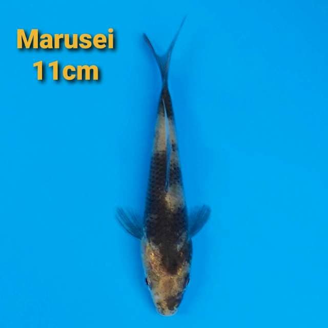 Marusei Ki-Utsuri 11cm Certi