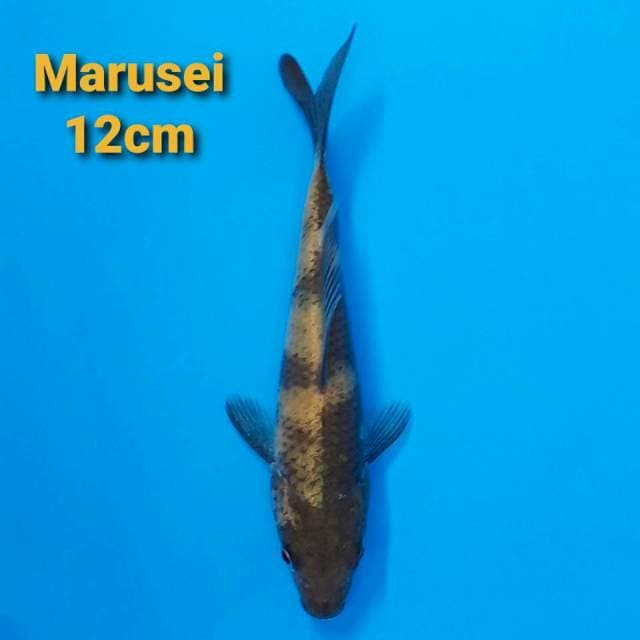 Marusei Ki-Utsuri 12cm Certi