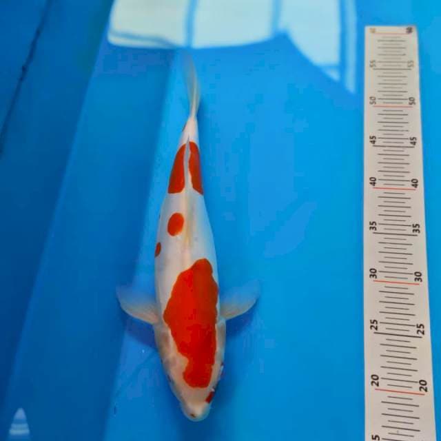 Kohaku doitsu
