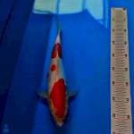 Kohaku doitsu