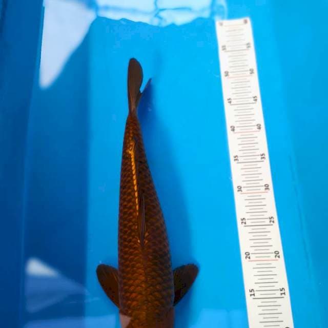 Chagoi tembaga