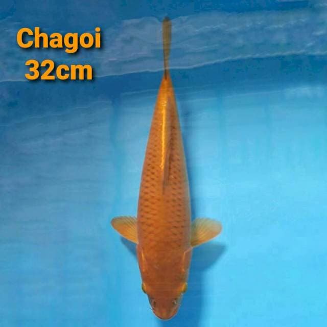 F1 Chagoi 32cm