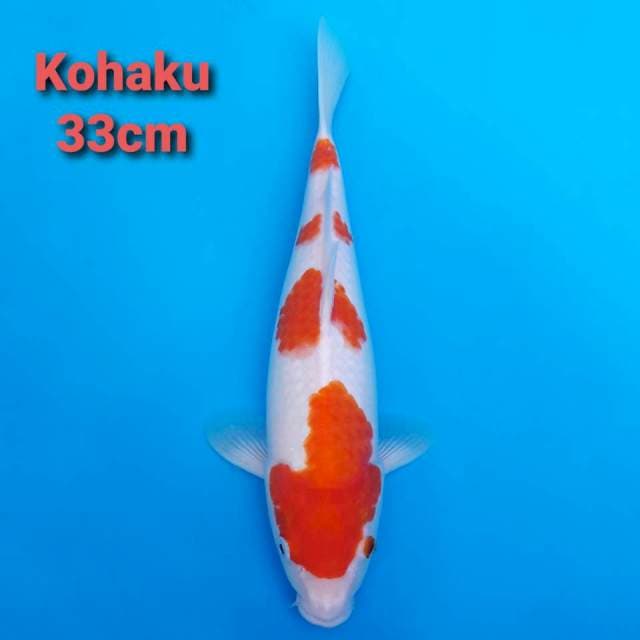F1 Kohaku Yondan 33cm