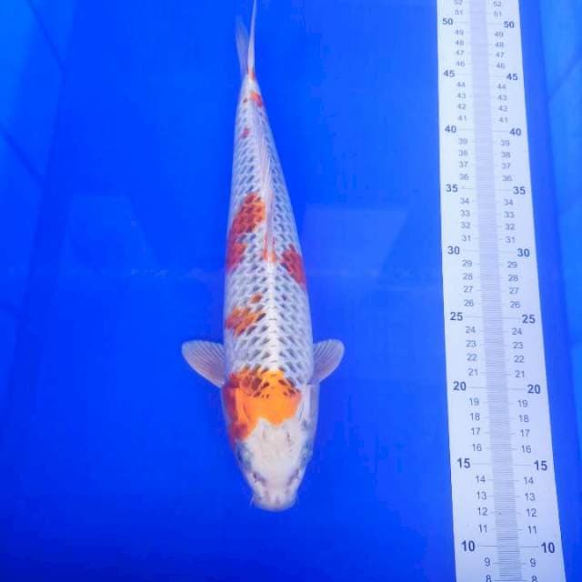 Kujaku 38cm