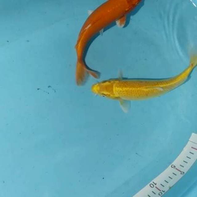 Ogon 25,26cm