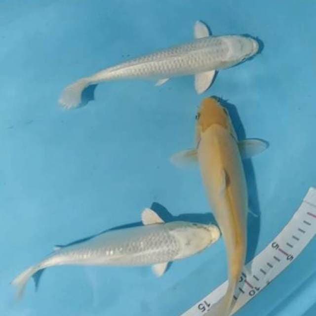 3ekr ogon, platinum ginrin 24,24,27cm