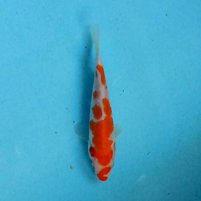 Kohaku 16 cm