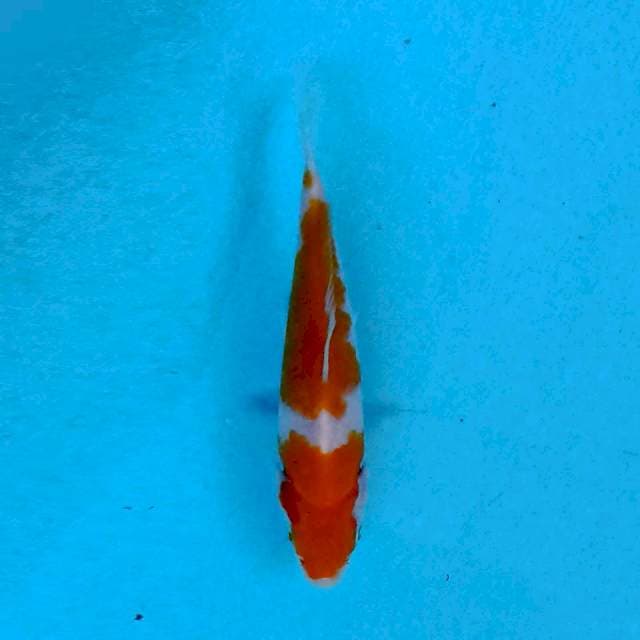 kohaku 15 cm
