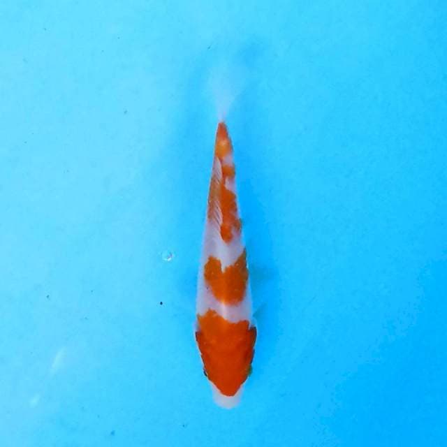 kohaku 14 cm