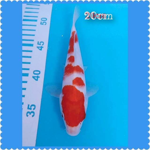 Kohaku 21cm