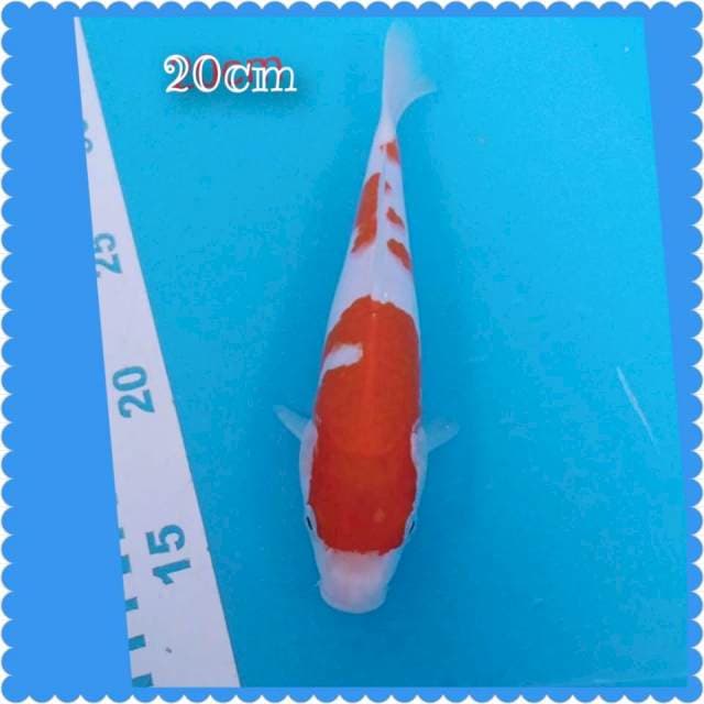 Kohaku 20cm