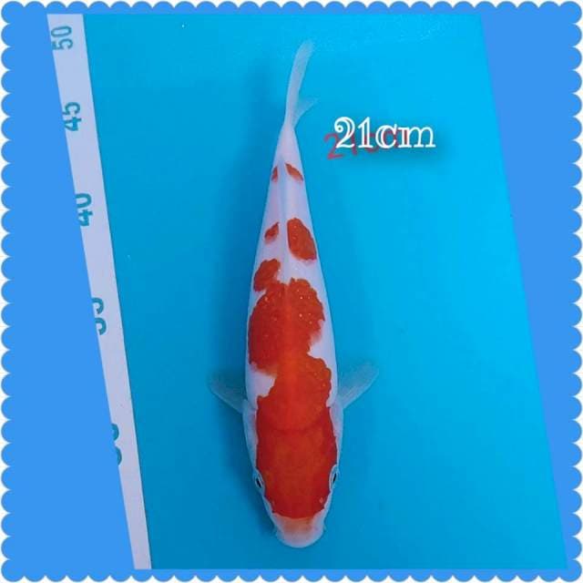 Kohaku 21cm