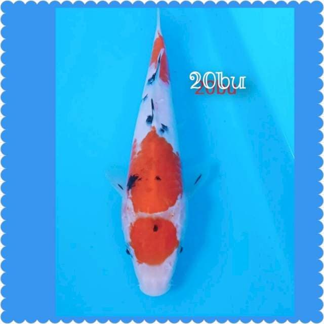 Maruten sanke 20cm