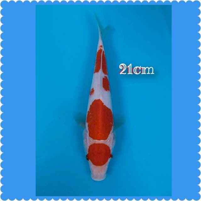 Maruten kohaku 21cm