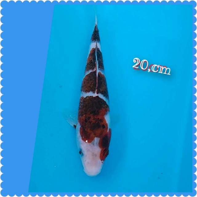 Goromo 20cm