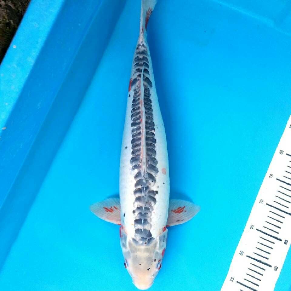 Shusui 55cm bulki
