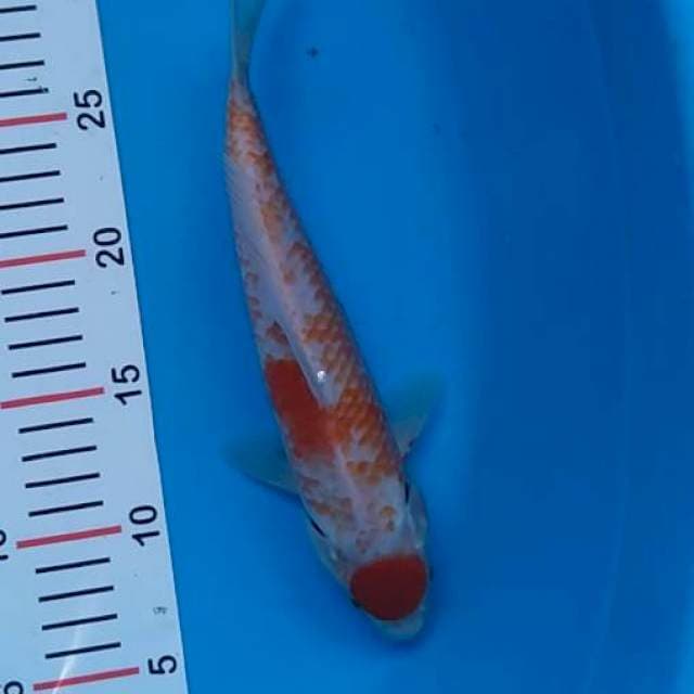 maruten kanoko 26 cm