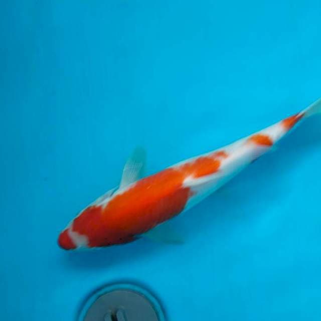 Kohaku Import farm Maruyama +-30cm