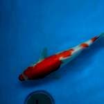 Kohaku Import farm Maruyama +-30cm