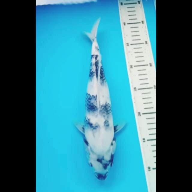SHIRO 33 Cm