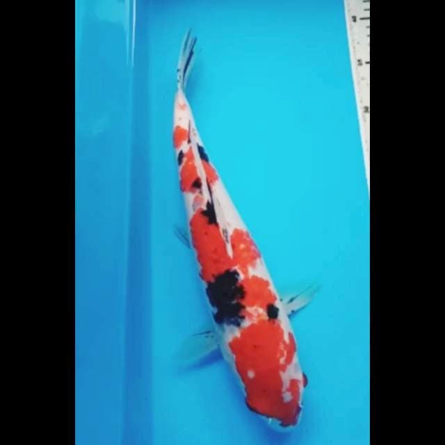 RED SANKE JUMBO 38 Cm
