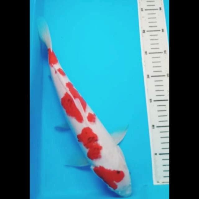 RED AI GOROMO JUMBO 38 Cm,JANTAN