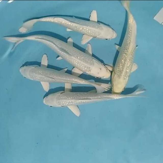5e ogon platinum ginrin 20_23cm