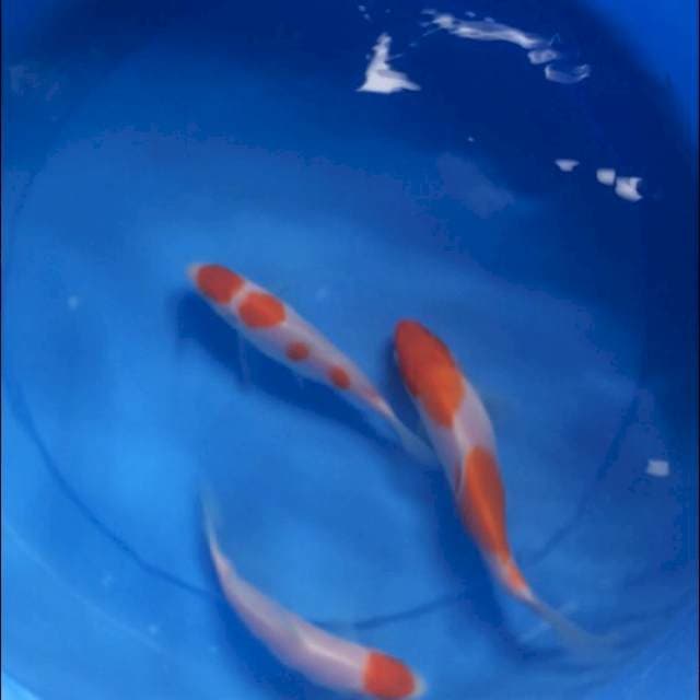 Paket Kohaku