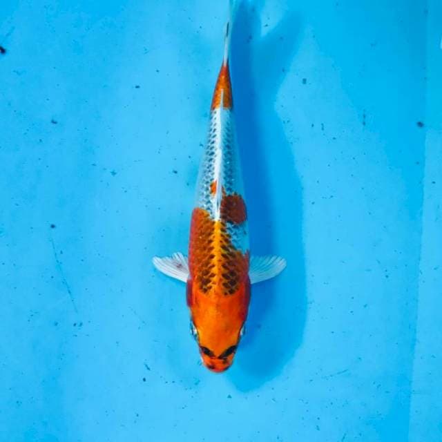 Kujaku, 20 cm