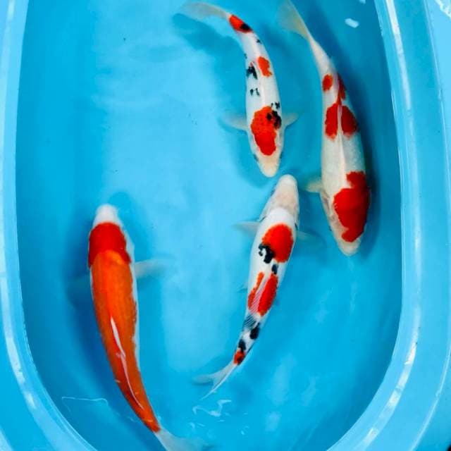 Mix kohaku sanke, 30-35 cm