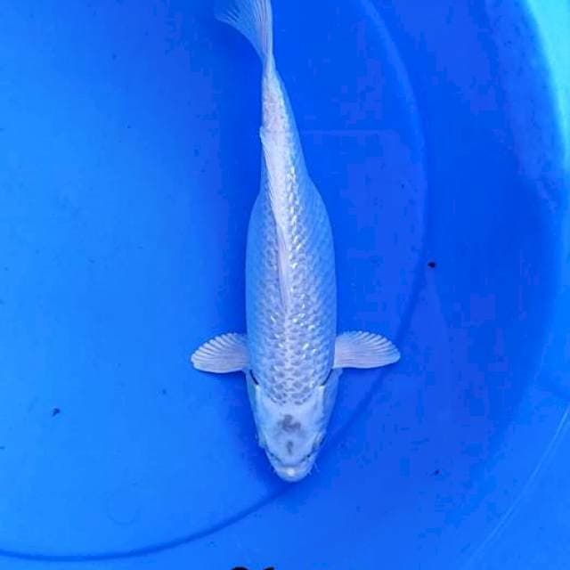 Platinum ginrin 26 cm