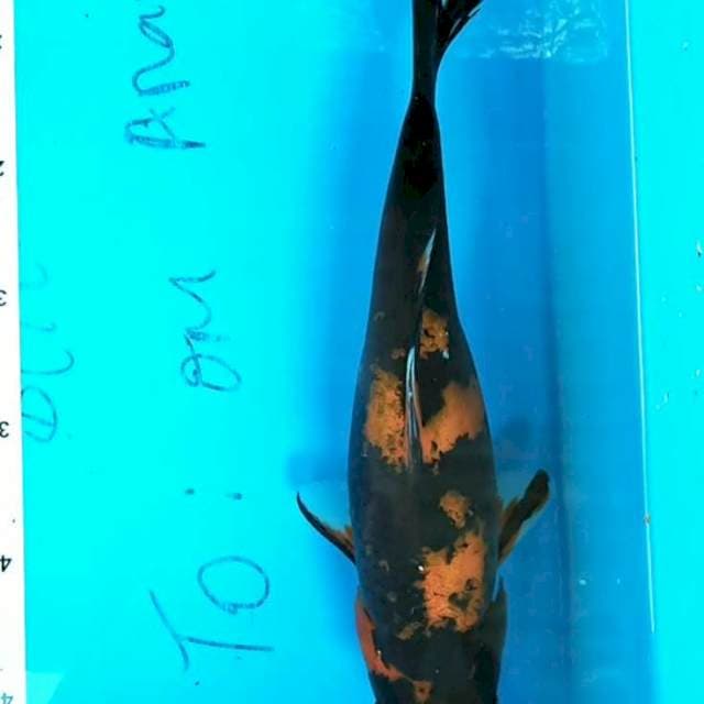 Hi Utsuri 31cm