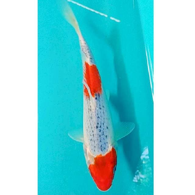 Goshiki 23cm