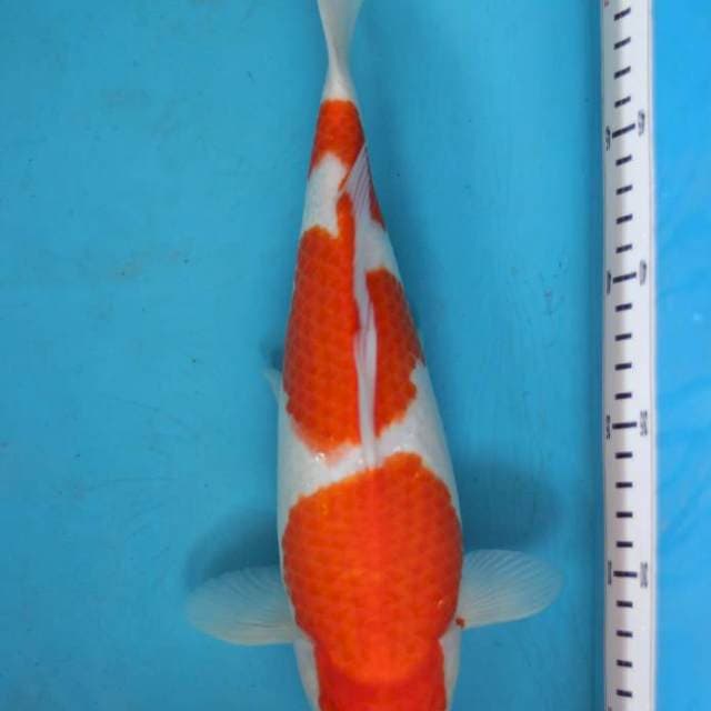 Kohaku sandan 35 cm original
