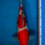 Kohaku sandan 35 cm original
