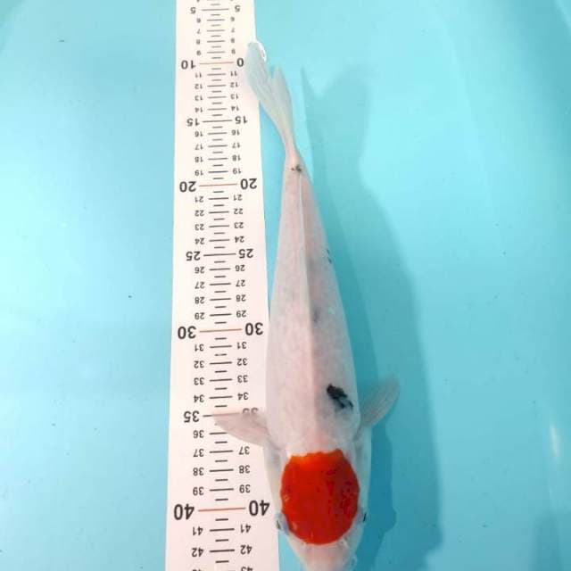 Tanco sanke female 31 cm