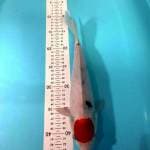 Tanco sanke female 31 cm