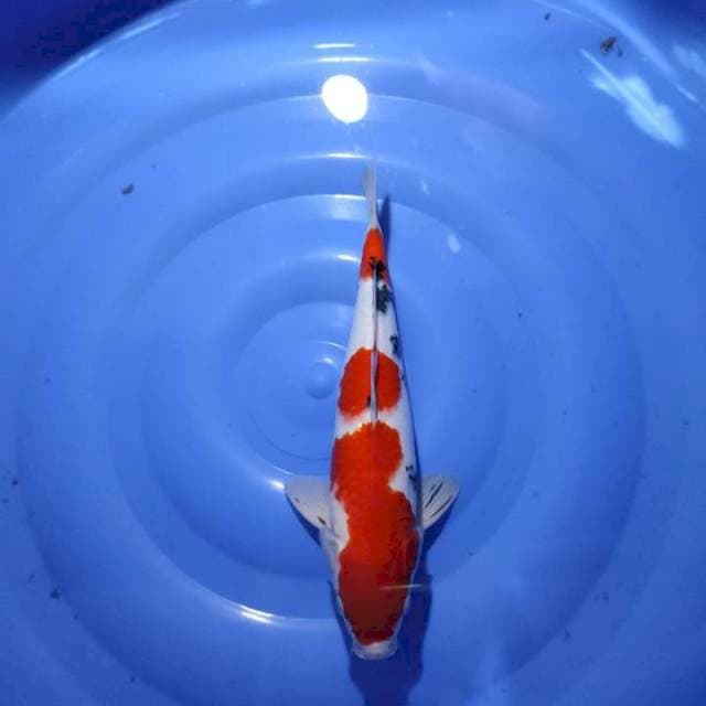 Sanke 31 male 