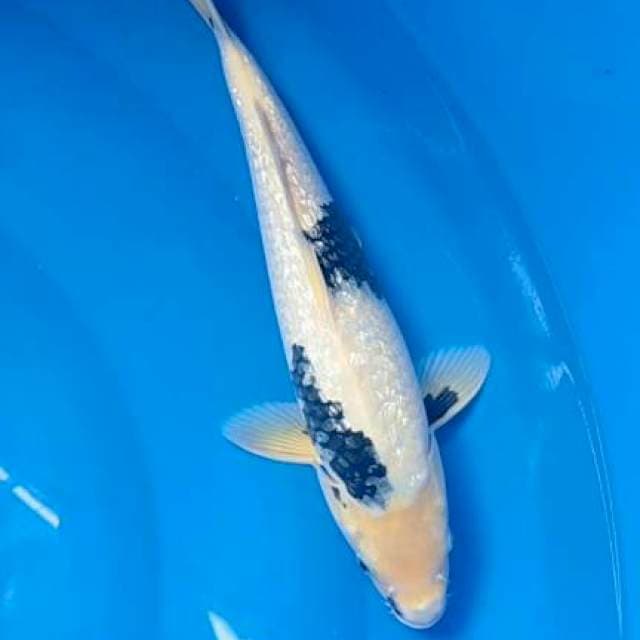 Shiro 37 cm. Male ginrin