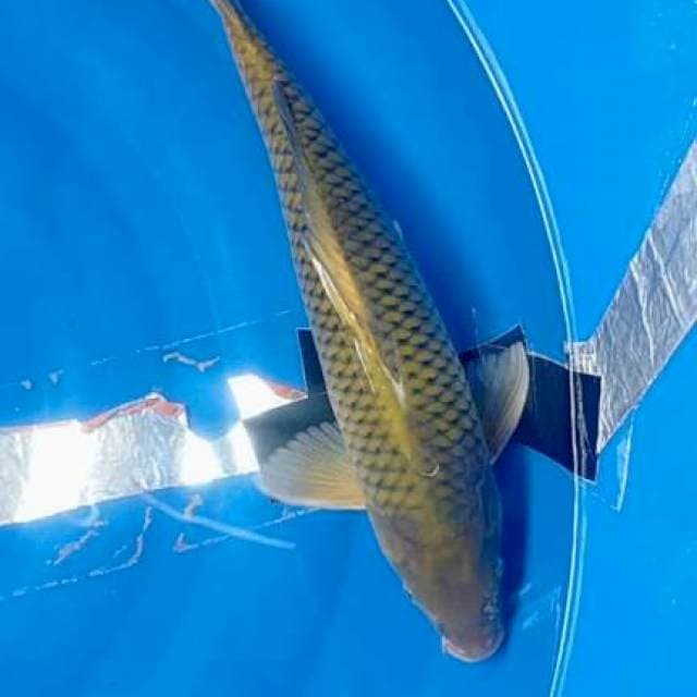Cagoi 44 cm. Male