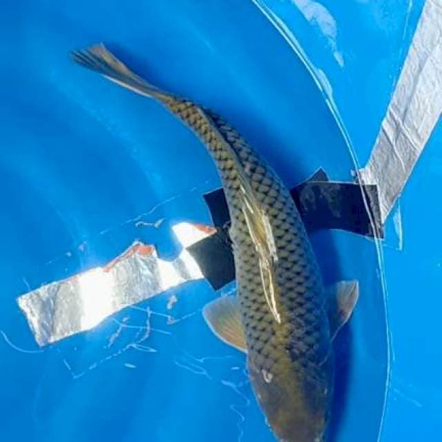 Cagoi 47 cm. Female