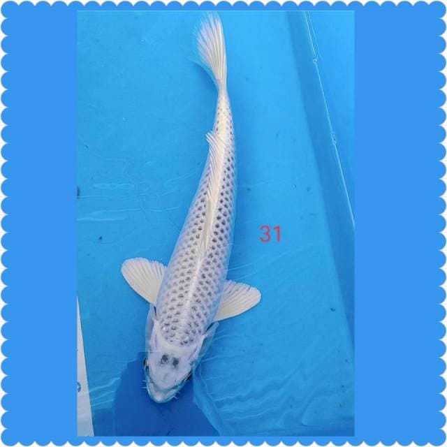 MUKASI 31cm