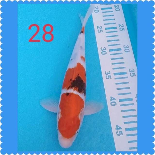 Sanke 28cm