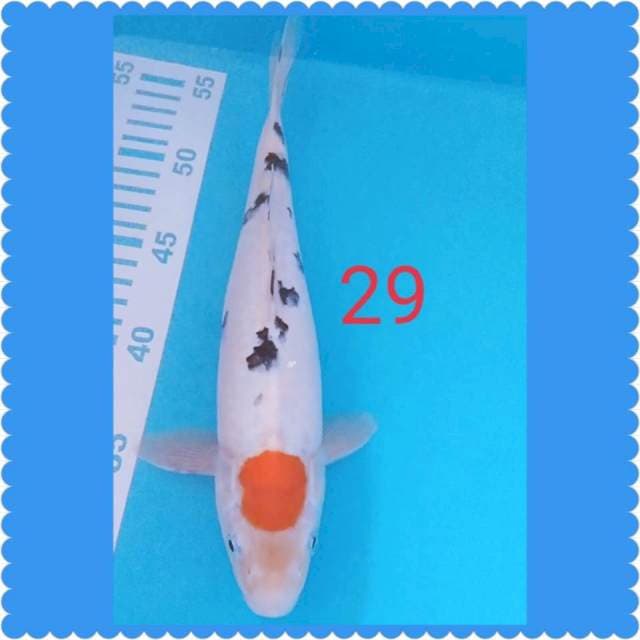 Tc sanke 29cm