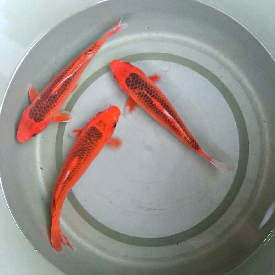 Akamatsuba 23-24cm