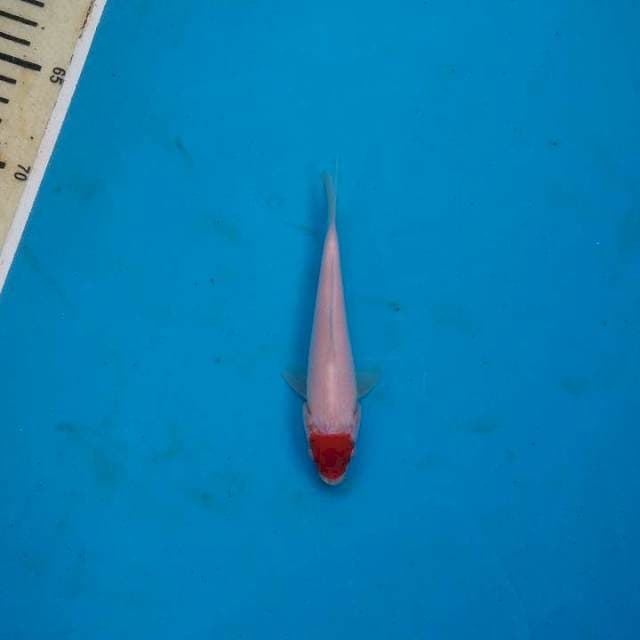 Minion thanco kohaku 15cm